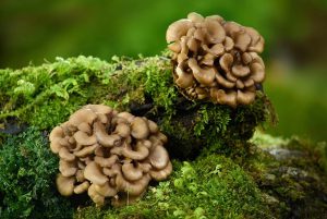 Mitaki Mushroom
