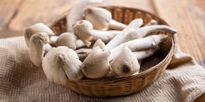 Termite Mushroom